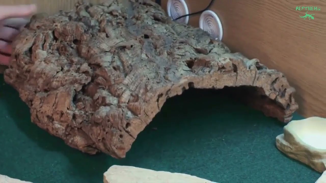 Bearded Dragon Housing Requirements Everything You Need To Know YouTube