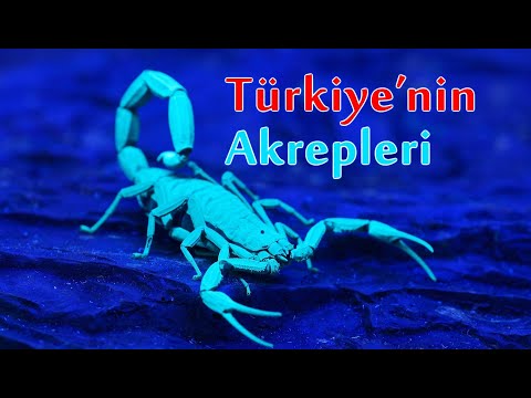 Video: Akrepler Için Hangi Mücevher Uygundur