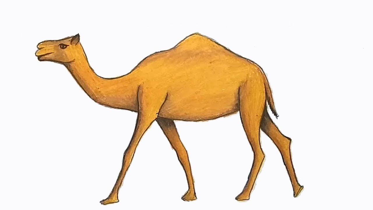 Easy Camel Drawing Tutorial