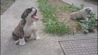 English bulldog puppies by mbeslic 548 views 6 years ago 1 minute, 1 second