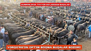 Yorqo’rg’on optim boqma buqalari