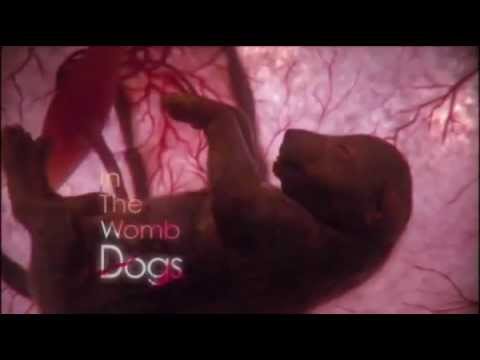 Βίντεο: Είναι οι ακτίνες Χ ασφαλείς για εγκύους σκύλους;
