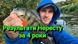 видео: Що станеться з водоймою, якщо туди запустити ЩУКУ та ОКУНЯ? Ловля в калюжі Щуки та Окуня на спінінг. картинка: Що станеться з водоймою, якщо туди запустити ЩУКУ та ОКУНЯ? Ловля в калюжі Щуки та Окуня на спінінг.