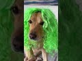 Dog ritchi is going to the party dog funny usa  gooddog 