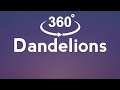 Ruth B. - Dandelions (360° Degree view & Lyrics)