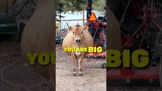 FATTEST cow you’ve ever seen!
