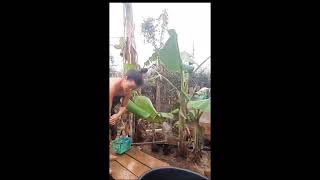 Da Dej Toj Siab Dej Nag, Nub No Tshav Kub Heev Nkauj Hmoob Mug Da Dej