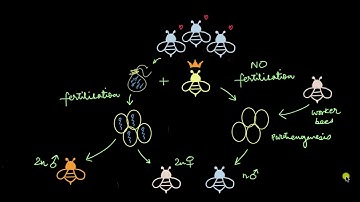 Sex Determination in Honey Bees | Principles of Inheritance | Biology | Khan Academy