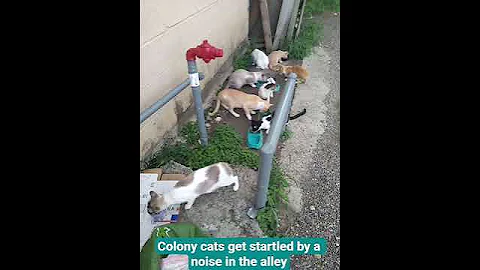 Video 10971111: siamese bobtail manx, siamese manx cat, siamese cat food, siamese cat eating, female siamese cat