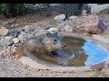 Javelina taking a bath at the water hole