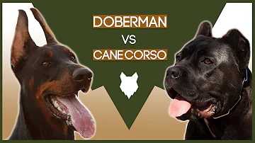 DOBERMAN VS CANE CORSO