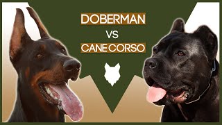 DOBERMAN VS CANE CORSO
