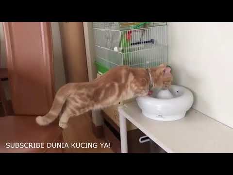 viral-kocheng-oren-|-kumpulan-video-tahan-tawa-10-menit!-video-lucu-kucing