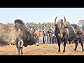Satya  pring dodo  iadaw masi today  bullfighting