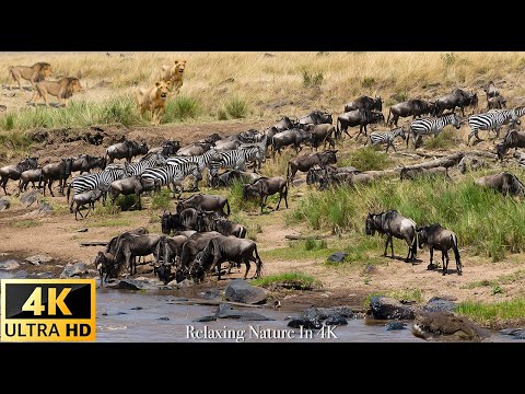 4K Африканская дикая природа - Великая миграция из Серенгети в Масаи Мара, Кения - 2022 г.