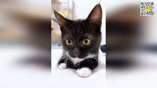😻🐾 Clever Cats Caught Red-Pawed: The Funniest Fails of 2026! 😻🐾