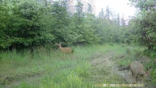 FOTOPAST 4, LITOVELSKO 3.TÝDEN, 5-2024 #wildlife #forest #nature #Kamerafalle#cameratrap #woods