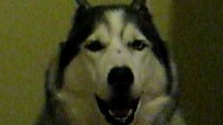 “Spook” the talking dog (Husky)