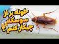 از بین بردن سوسک ریز در خانه با یه روش ساده آموزش و درمان گیاهان ودرختان از بین بردن سوسک ریز در خانه با یه روش ساده آموزش و درمان گیاهان ودرختان
