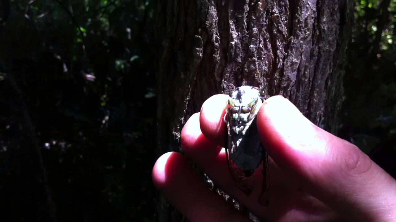 Southern Dog-Day Cicada  - Певчая цикада [Tibicen davisi or canicularis] |NC|