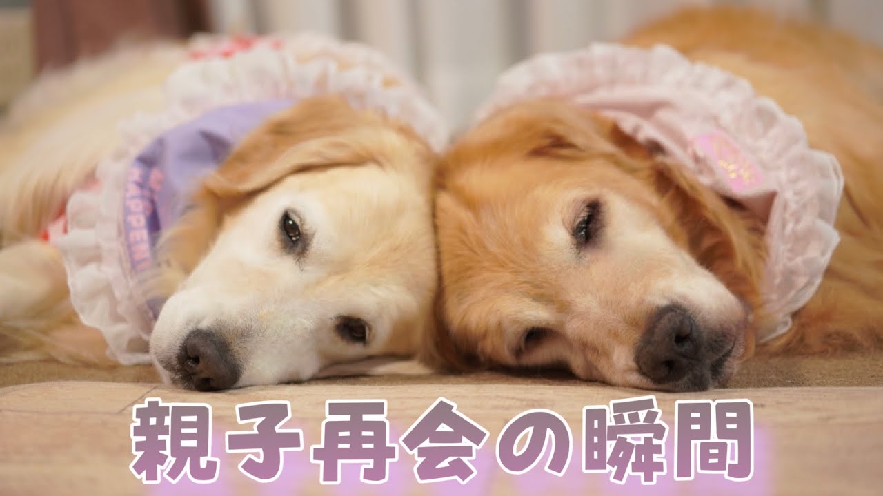 プレイモービル 6134 ゴールデンレトリバーの家族 レア【プレイ