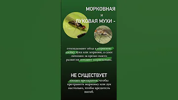 МОРКОВНАЯ МУХА и ЛУКОВАЯ МУХА - их надо знать