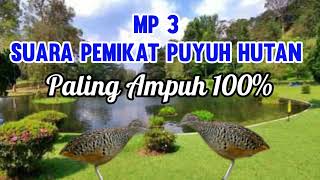 suara pemikat puyuh hutan paling ampuh, sudah terbukti 100% mujarab