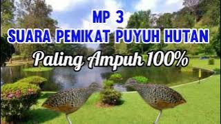 suara pemikat puyuh hutan paling ampuh, sudah terbukti 100% mujarab