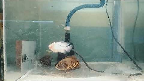 La hán và tai tượng con đánh nhau cực thú vị