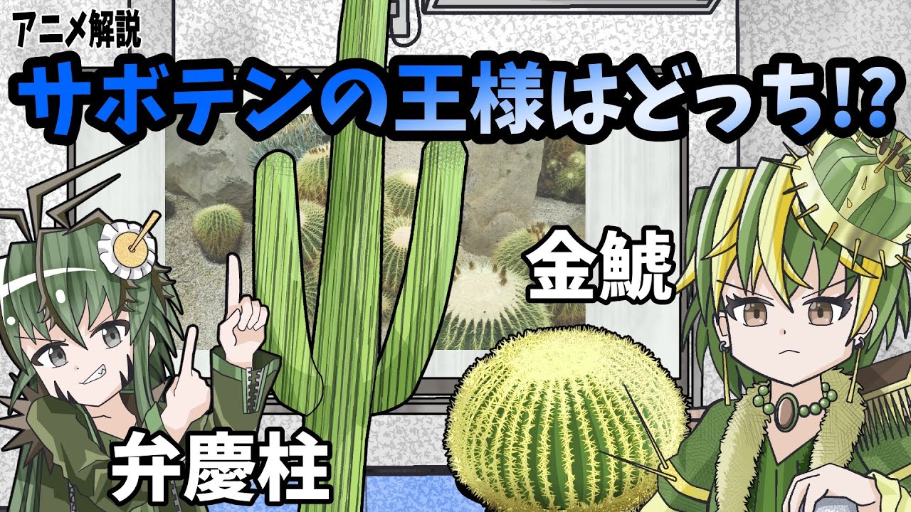 【アニメ茶番解説】サボテンの王様はどっち！？弁慶柱と金鯱のプレゼンテーション大会！【サボテン解説】【マニアックすぎる】