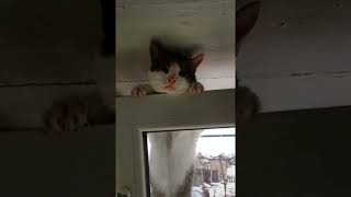 Кот Василий застрял в окне.
