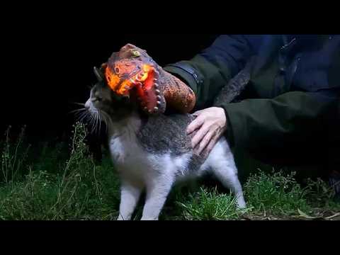 喧嘩で荒れる猫村2026年4月16日 - YouTube
