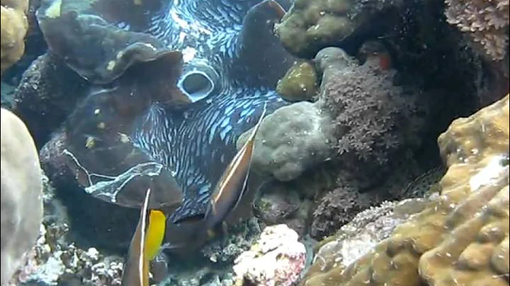 Snorkeling with Sharks in the Solomon Islands