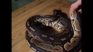 Snakehousebxl - 1.0 Cinnamon Het Ghost