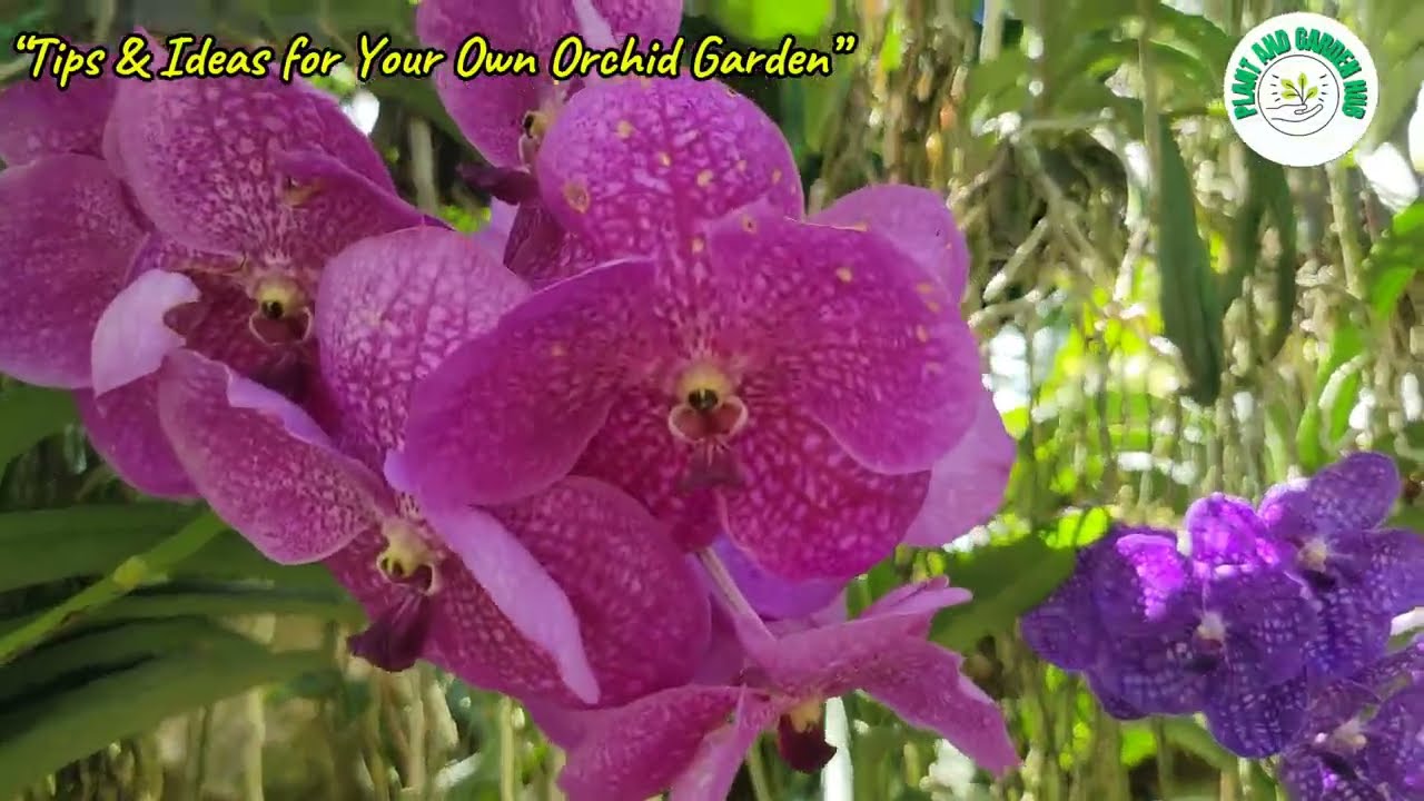 Tips & Ideas to Landscape an Orchid Garden | Gardening & Creative Build Ideas