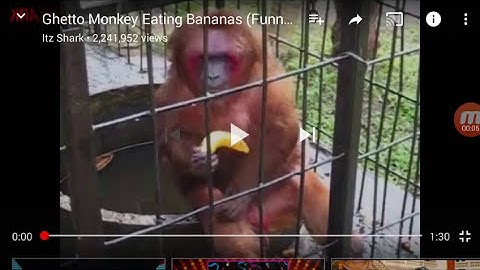 Me reacting to: "Ghetto Monkey Eating Bananas(Funny Voiceover without intro)" by Itz Shark(SO FUNNY)