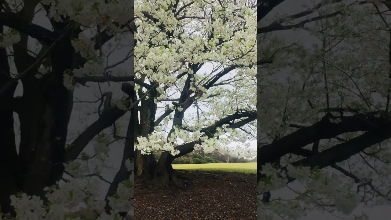 SAKURA   HDScan is just around the corner!