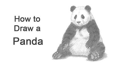 How to Draw a Panda (Sitting)