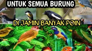 Download Lagu suara pikat semua burung anti zonk!!!//buktikan sendiri#suarapikatampuh MP3
