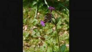 photographic portfolio