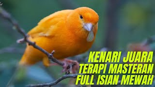 Masteran Kenari Alami untuk Terapi Juara Full Isian Blackthroat Yorkshire (1 Jam Tanpa Iklan)
