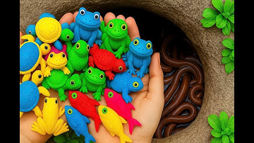 Video bắt con cá,cá trê con rùa,con ếch,con cua,con gà,con vịt, cá koi trong ao nhỏ hay nhất !part 8