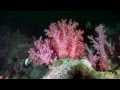 Scuba diving south andaman sea  thailand underwater