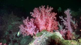 Scuba Diving South Andaman Sea - Thailand, Underwater Video HD by eastanubis 12,250 views 12 years ago 4 minutes, 24 seconds