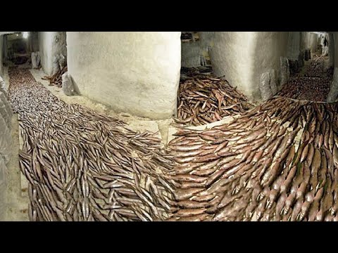 Video: Wasabi kweken: 14 stappen (met afbeeldingen)