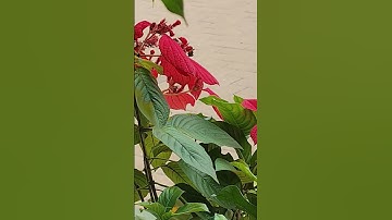 Thumbnail of #cover #remix #nature #naturelovers #butterfly #butterflies #flower #flowers #garden #gardening