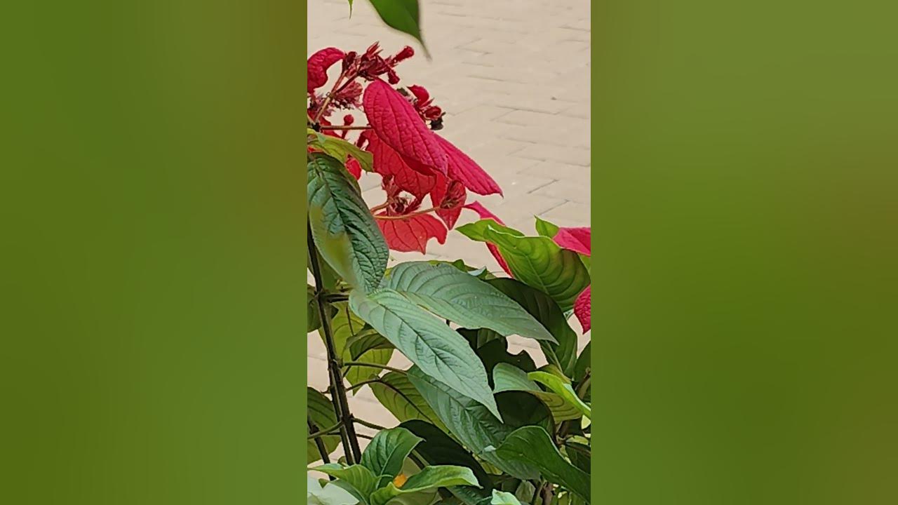 #cover #remix #nature #naturelovers #butterfly #butterflies #flower #flowers #garden #gardening #cover #remix #nature #naturelovers #butterfly #butterflies #flower #flowers #garden #gardening