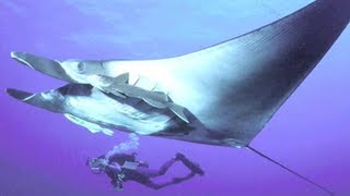 Manta Rays: Masters of Fluid Dynamics