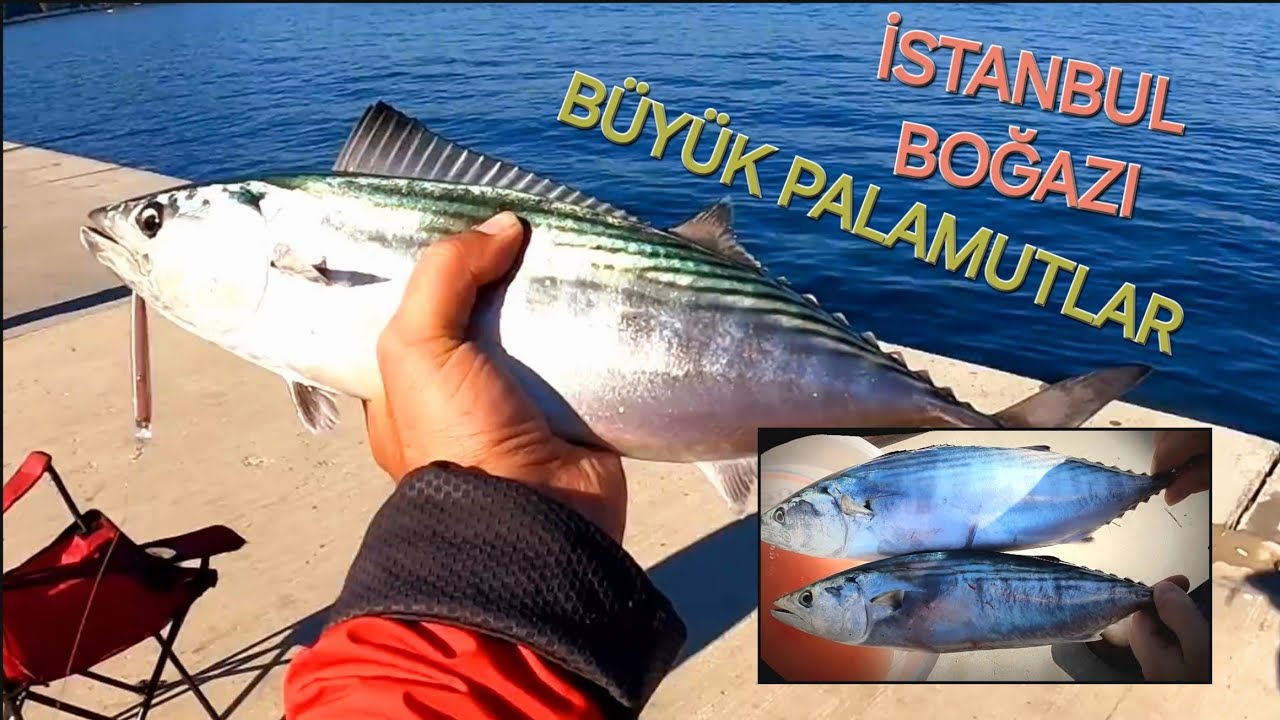 BOĞAZ'IN TORPİDOLARI - İSTANBUL PALAMUT AVI