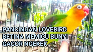 Suara Burung Lovebird Jantan Pancingan Lovebird Betina Picu Bunyi Gacor Ngekek Panjang